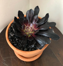 Load image into Gallery viewer, Black Rose