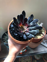 Load image into Gallery viewer, Black Rose