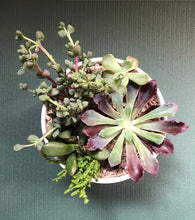 Load image into Gallery viewer, Succulent Salad
