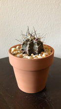 Load image into Gallery viewer, Gymnacalycium

