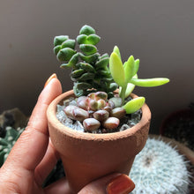 Load image into Gallery viewer, Mini Succulent Bouquet
