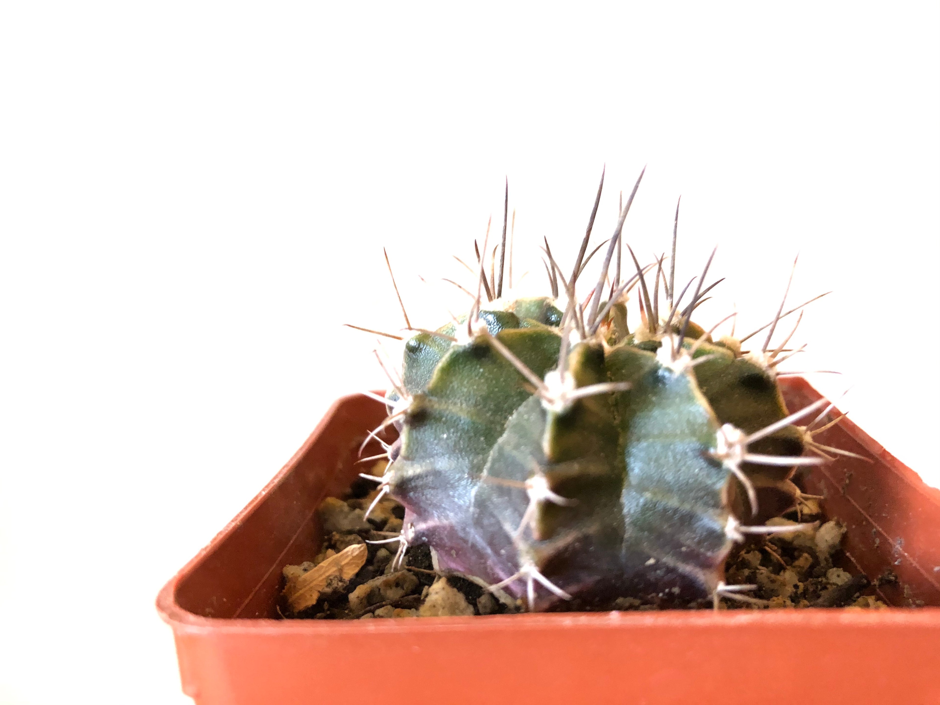 Gymnacalycium