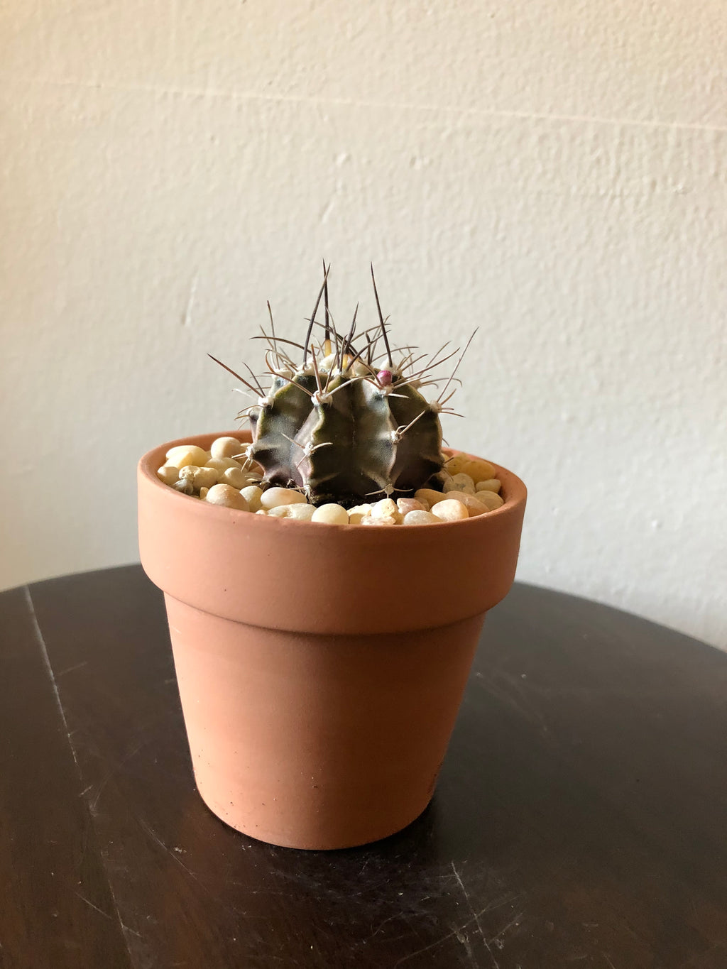 Gymnacalycium