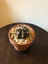 Load image into Gallery viewer, Gymnacalycium
