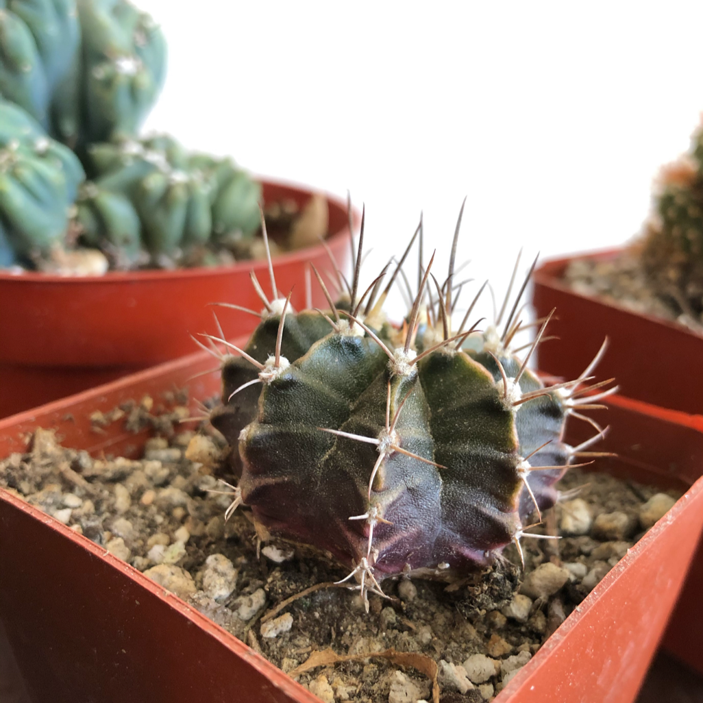 Gymnacalycium