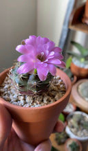 Load image into Gallery viewer, Gymnacalycium
