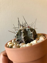 Load image into Gallery viewer, Gymnacalycium
