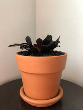 Load image into Gallery viewer, Black Rose
