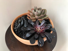 Load image into Gallery viewer, Succulent Salad
